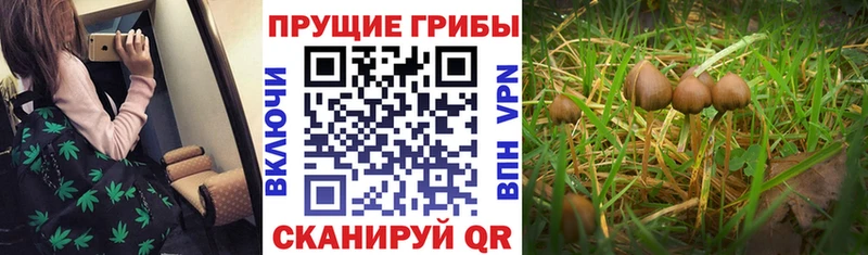 Псилоцибиновые грибы Psilocybine cubensis  Константиновск 